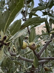Pyrus spinosa