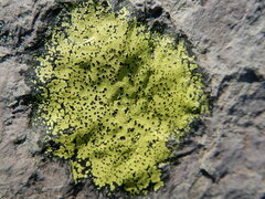 Rhizocarpon
