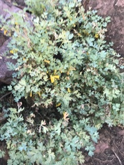 Corydalis