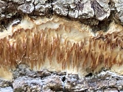 Radulomyces