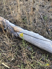 Solidago missouriensis
