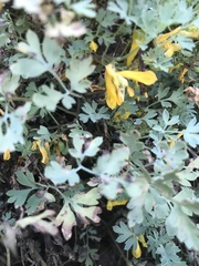 Corydalis
