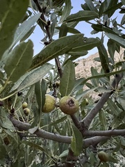 Pyrus spinosa
