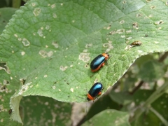 Asphaera abdominalis