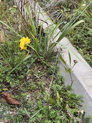 Coreopsis grandiflora