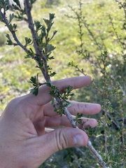 Purshia tridentata