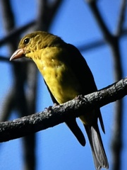 Piranga olivacea