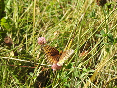 Speyeria cybele pseudocarpenteri
