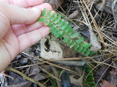 Asplenium platyneuron