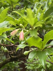 Vaccinium cylindraceum