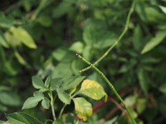 Equisetum ramosissimum