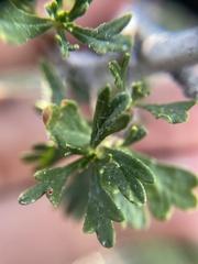 Purshia tridentata