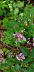 Desmodium ciliare