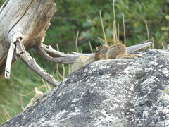 Urocitellus columbianus