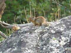 Urocitellus columbianus