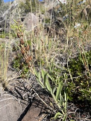 Penstemon gracilis