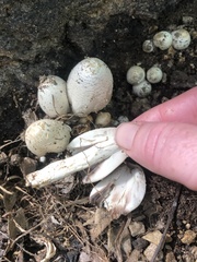 Coprinopsis variegata