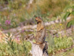 Urocitellus columbianus
