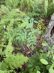 Sambucus racemosa