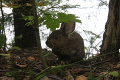Lepus americanus