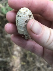 Coprinopsis variegata
