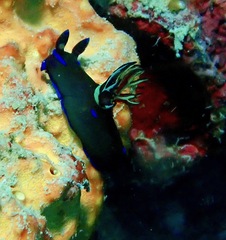 Tambja morosa