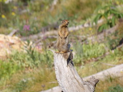 Urocitellus columbianus