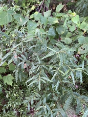 Comptonia peregrina