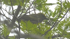 Thraupis palmarum