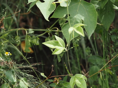 Passiflora suberosa