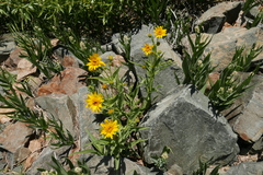Arnica longifolia