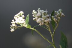 Eupatorium serotinum