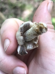 Coprinopsis variegata