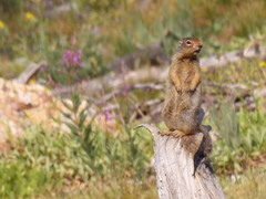 Urocitellus columbianus