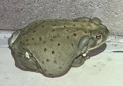 Incilius alvarius