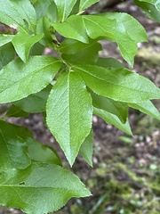 Vaccinium cylindraceum
