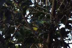 Todirostrum cinereum