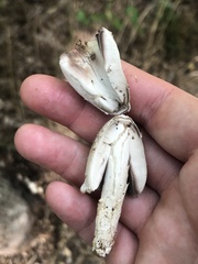Coprinopsis variegata