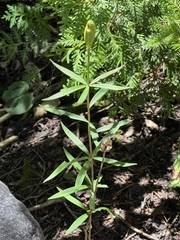Lilium philadelphicum