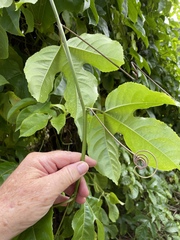 Passiflora edulis