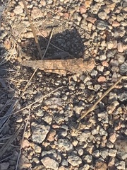 Trimerotropini