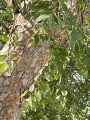 Ulmus parvifolia