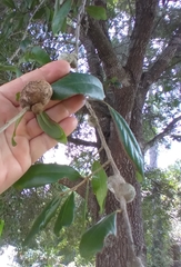 Callirhytis quercusbatatoides
