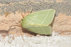 Chloephorinae