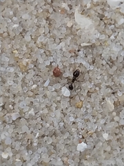 Formicidae