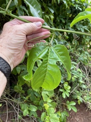 Passiflora edulis