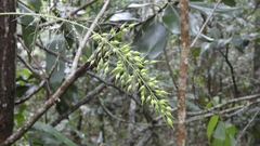 Arthrostylidiinae