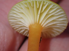 Hygrocybe parvula