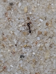 Formicidae