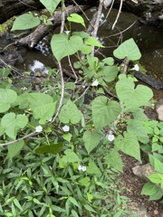 Ipomoea lacunosa